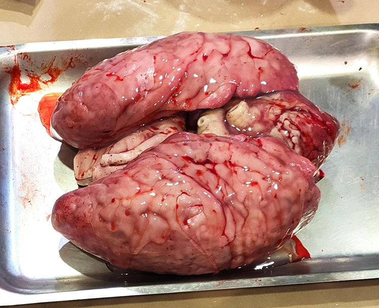 Ficticio de pulmones y corazón. Pieza realizada en silicona por David Ambit.